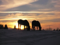 Horses pictures