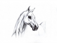 Horses