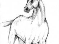 horse1.jpg